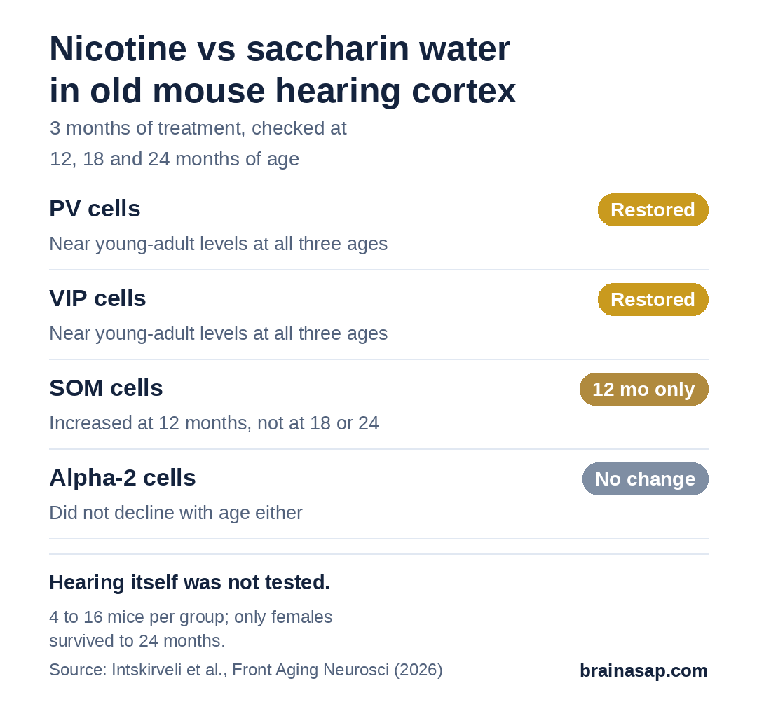 Summary chart of nicotine effects on inhibitory neuron markers in old mouse hearing cortex: PV cells restored to near young levels at 12, 18 and 24 months; VIP cells restored at all three ages; SOM cells increased at 12 months only; alpha-2 cells no change.