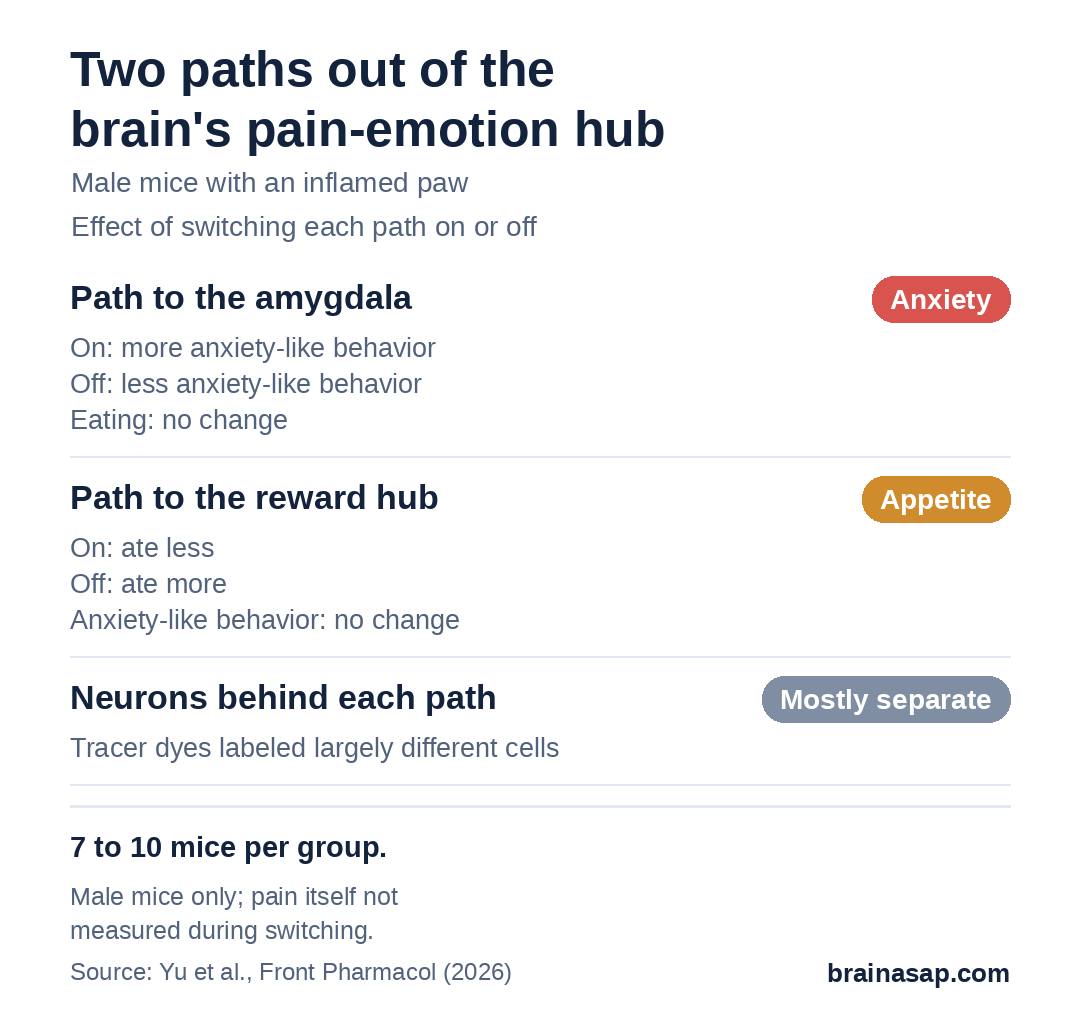 Summary chart of a mouse study of inflammatory pain: the path from the cingulate cortex to the amygdala controlled anxiety-like behavior but not eating, and the path to the nucleus accumbens controlled eating but not anxiety-like behavior; the two paths came from largely separate neurons.