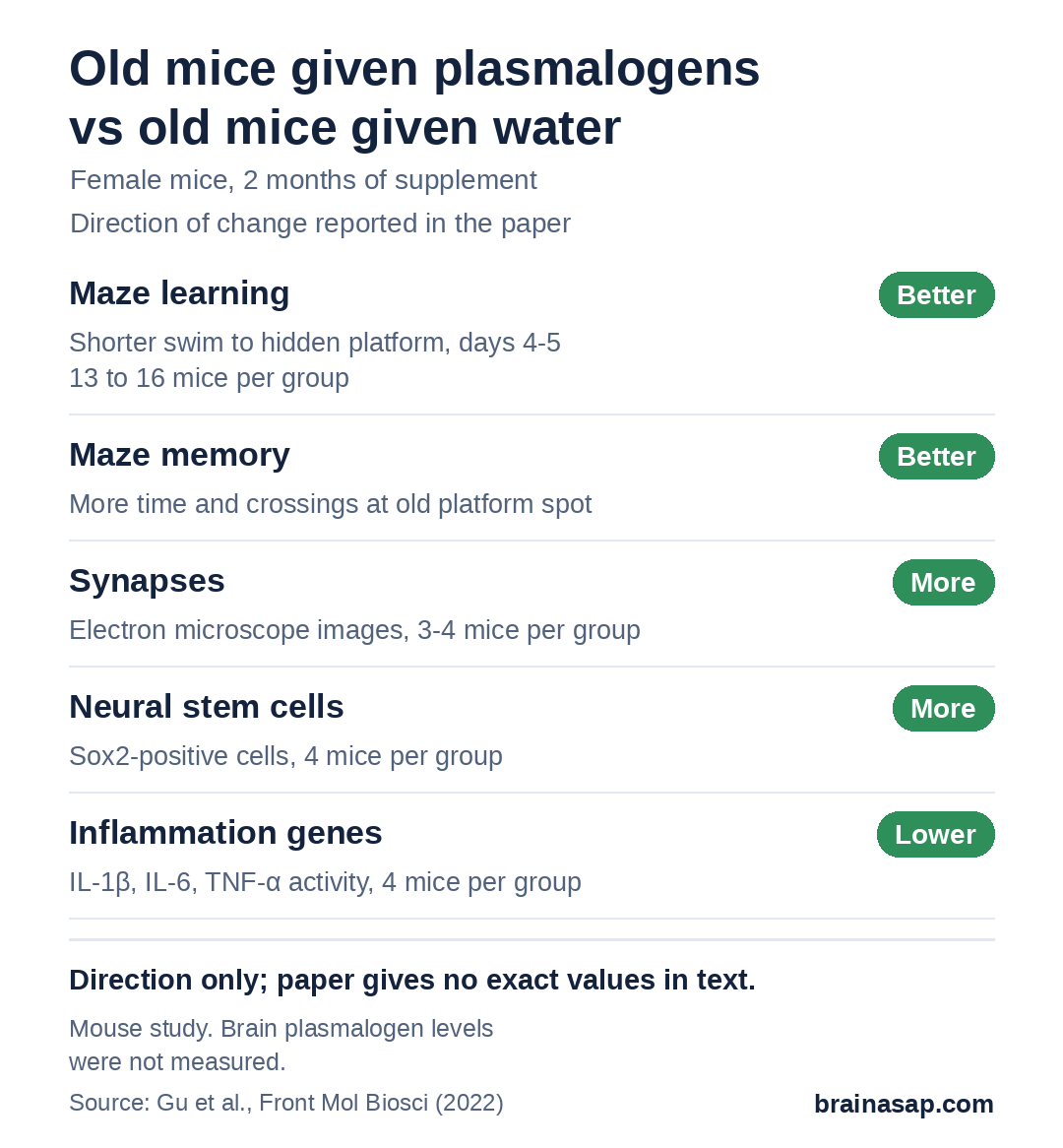 Summary chart comparing old mice given plasmalogens with old mice given water: better water-maze learning and memory, more synapses, more neural stem cells and lower inflammation gene activity. Group sizes ranged from 3 to 16 mice.