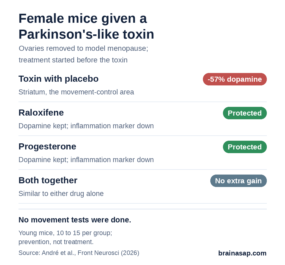 Summary chart of a female mouse Parkinson's model: toxin with placebo lowered striatal dopamine by 57%; raloxifene, progesterone and the combination each prevented the dopamine loss and the rise in the inflammation marker GFAP; the combination worked no better than either drug alone.