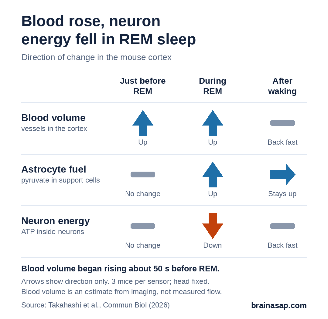 Diagram of direction of change in the mouse cortex. Just before REM: blood volume up, astrocyte pyruvate no change, neuron ATP no change. During REM: blood volume up, astrocyte pyruvate up, neuron ATP down. After waking: blood volume back fast, pyruvate stays up, neuron ATP back fast.