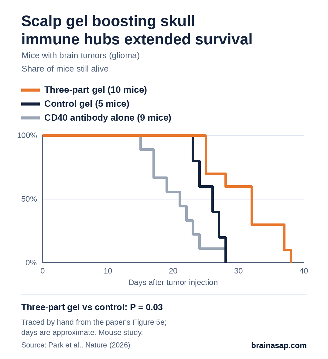 Survival curves traced from the paper for mice with brain tumors. All 5 control mice died by about day 28. Of 10 mice given the three-part scalp gel, 6 were still alive at day 28 and the last died at about day 38. Mice given the CD40-activating antibody alone died earliest.