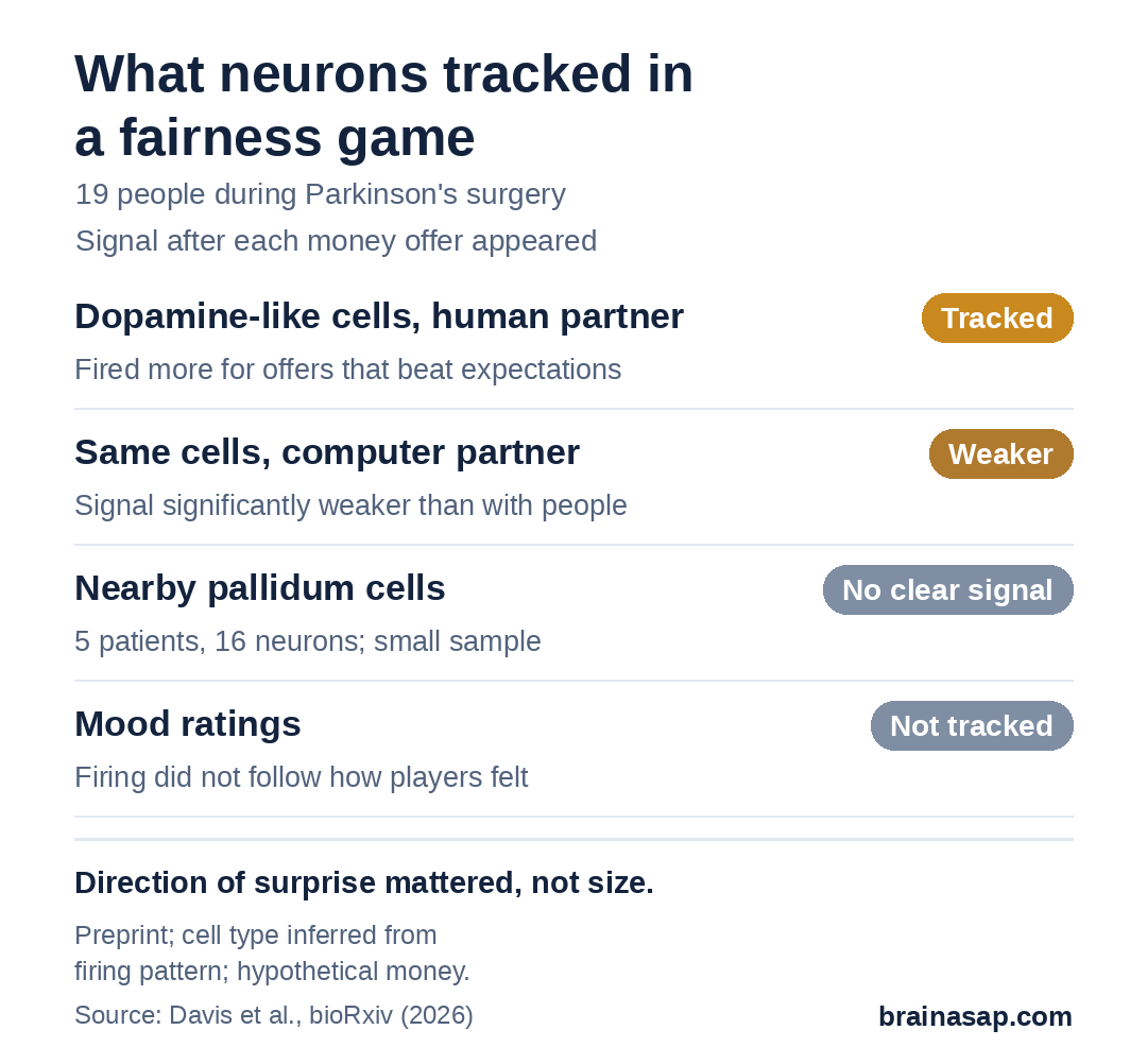 Summary chart of neuron recordings during a fairness game: dopamine-like substantia nigra neurons signaled whether offers beat expectations with human partners, the signal was significantly weaker with computer partners, nearby pallidum neurons showed no clear signal, and the neurons did not track mood.