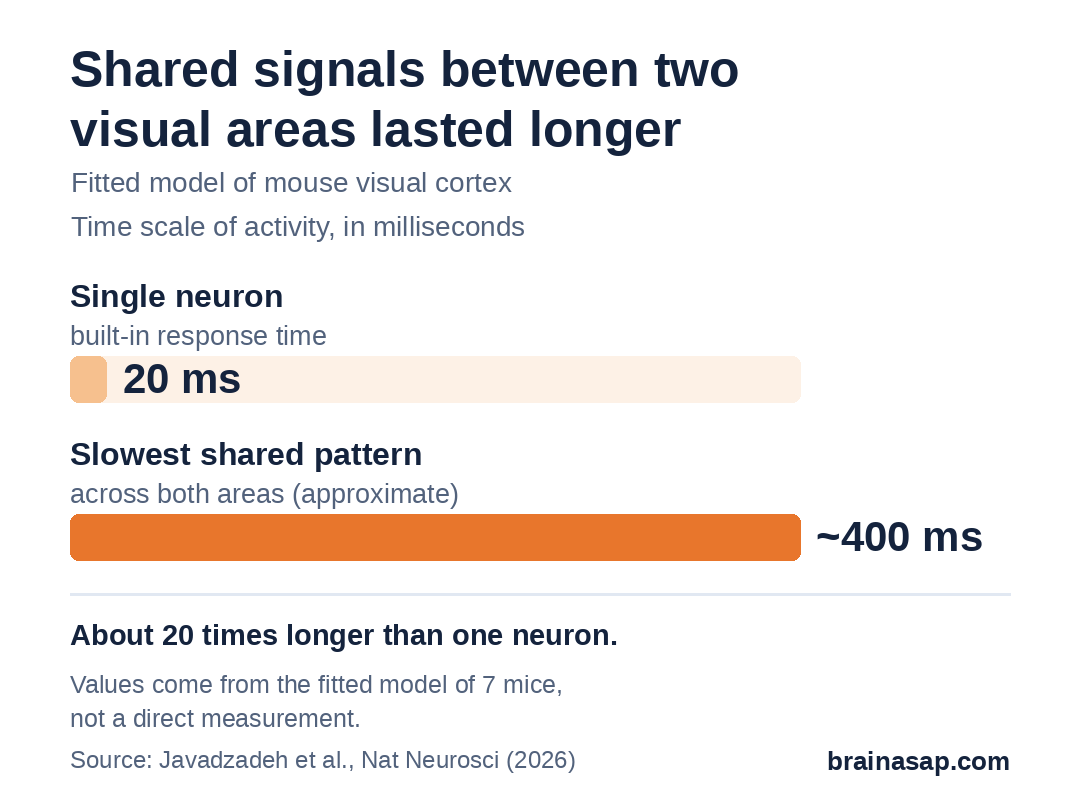 Bar chart comparing time scales in the model: a single neuron's built-in response time of 20 milliseconds versus about 400 milliseconds for the slowest pattern shared by the two visual areas.